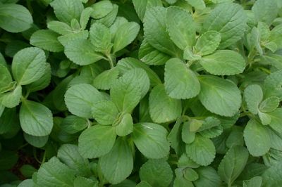 Chá de Cravo: Combate inflamações e alivia espasmos - inspiração 1