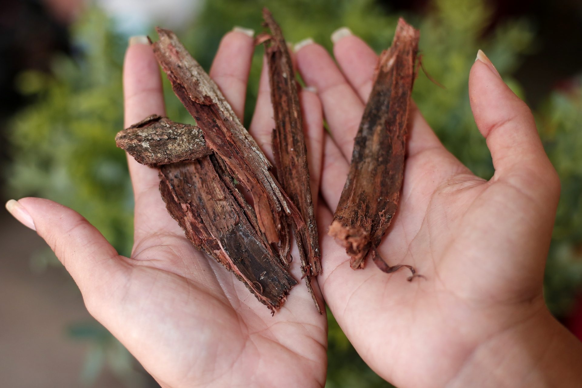 Chá de Erva-Doce: Alívio e Bem-Estar - inspiração 2