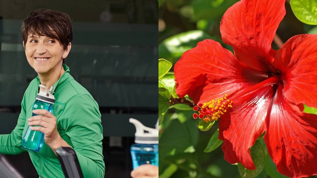 Chá de Oliveira: Benefícios Comprovados Para o Controle do Colesterol - inspiração 2