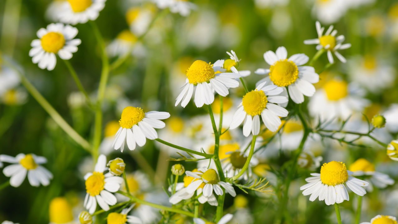 Como preparar o chá de camomila para obter melhores resultados - inspiração 2