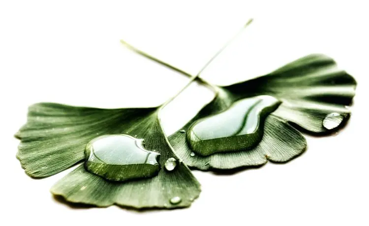 Chá de Limão com Mel: Uma Combinação Refrescante e Reconfortante - inspiração 2