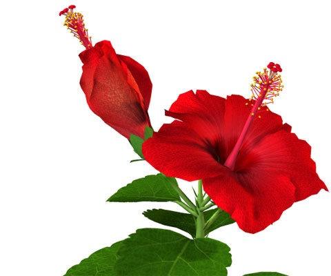 Existem riscos em consumir chá de hibisco se você tem pressão alta? - inspiração 1
