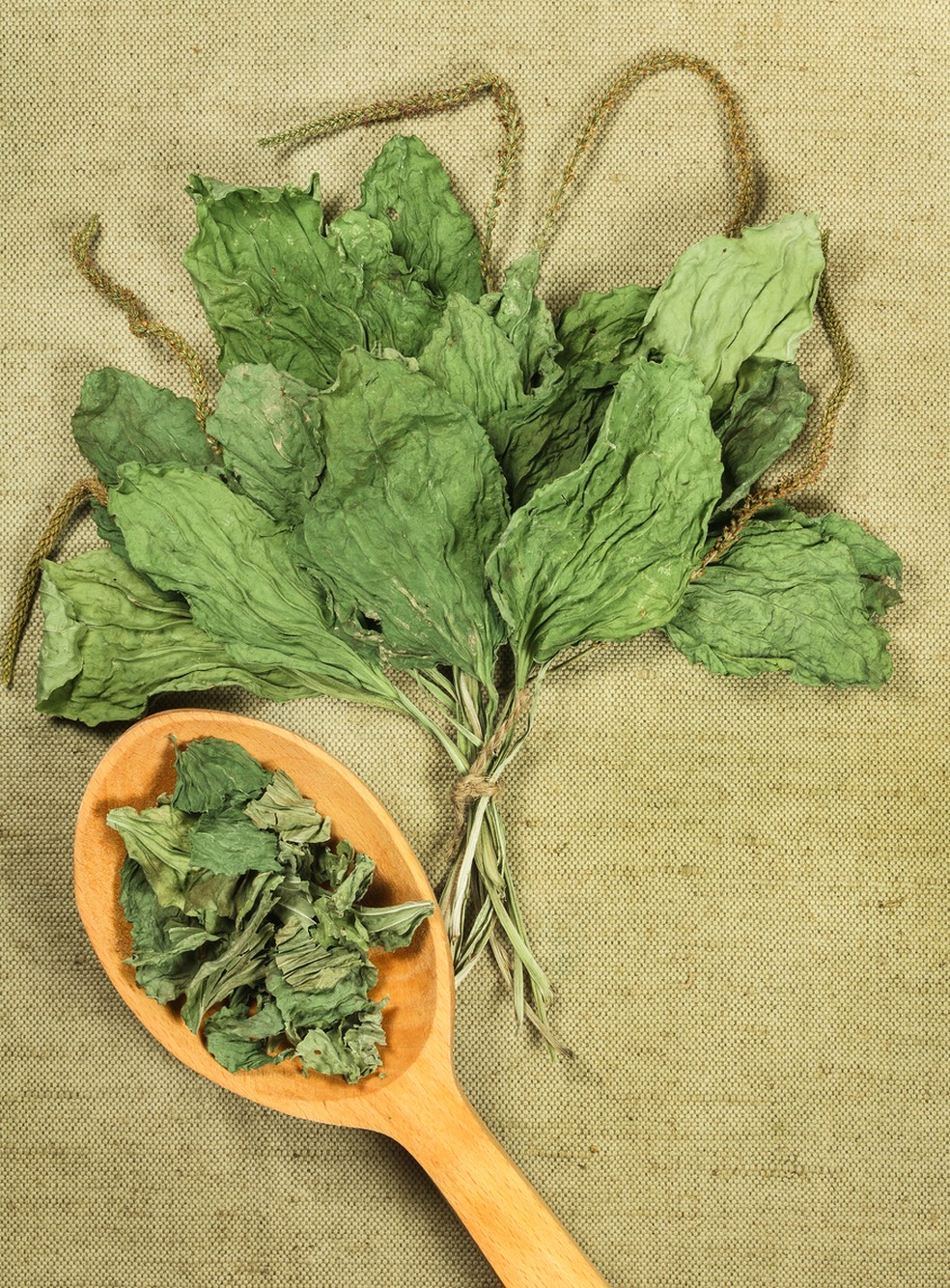 Propriedades Medicinais da Tanchagem - inspiração 1