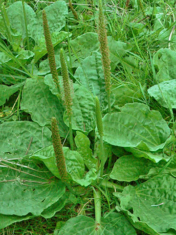 Propriedades Medicinais da Tanchagem - inspiração 2