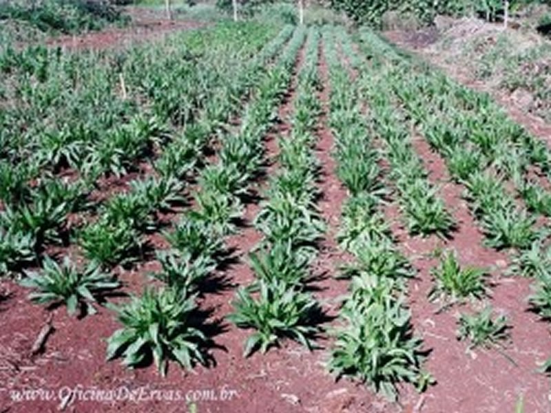 Estudos e Evidências sobre Tanchagem e Hipertensão - inspiração 1