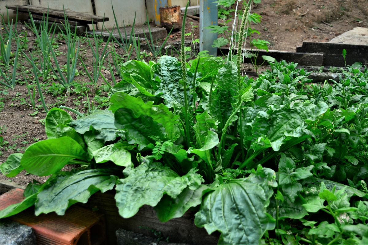Interações da Tanchagem com Medicamentos para Pressão - inspiração 2