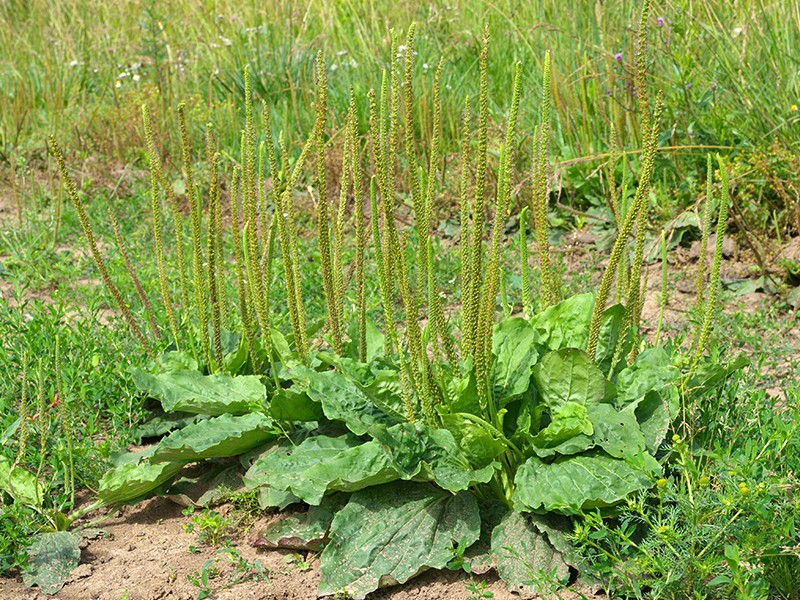 Cuidados Essenciais ao Usar Chás Fitoterápicos - inspiração 2