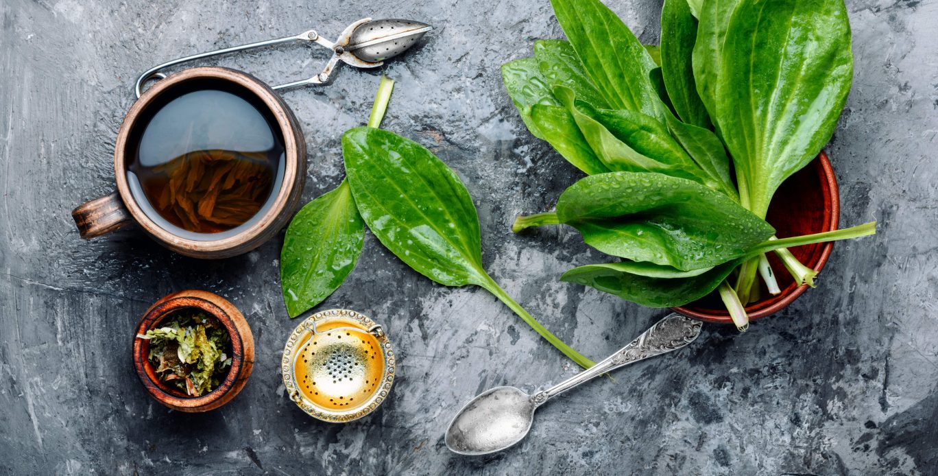 Potenciais Efeitos do Sene na Perda de Peso: O Que Dizem os Especialistas - inspiração 1