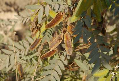 Potenciais Efeitos do Sene na Perda de Peso: O Que Dizem os Especialistas - inspiração 2