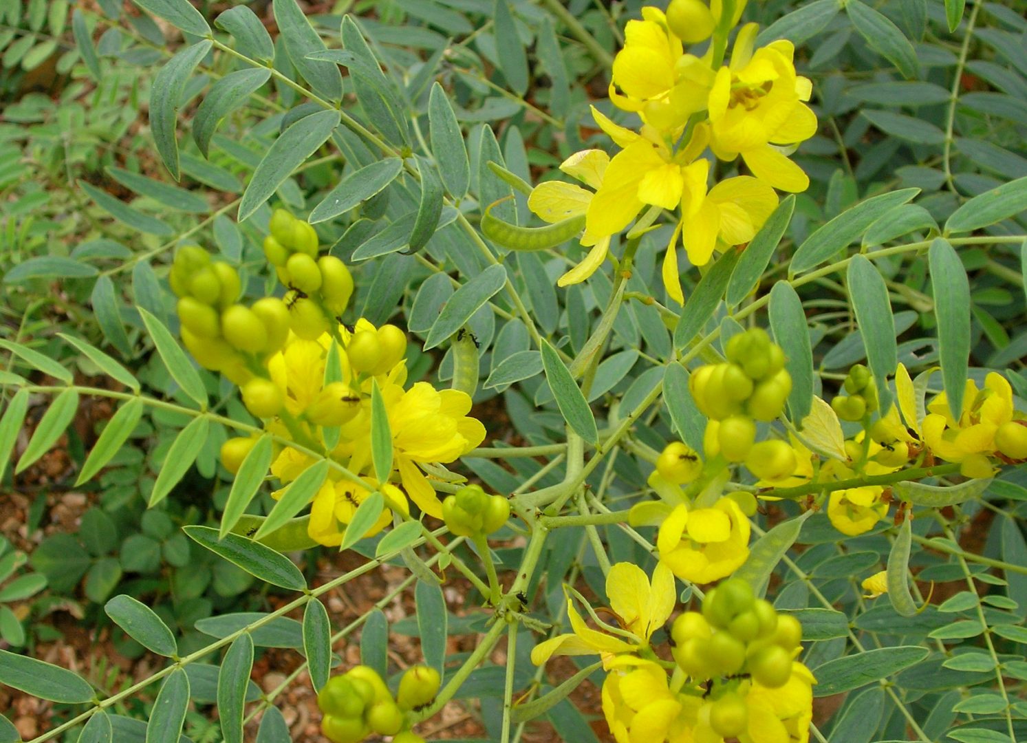 Como Preparar Seu Chá de Sene Perfeito para Máxima Eficácia - inspiração 1