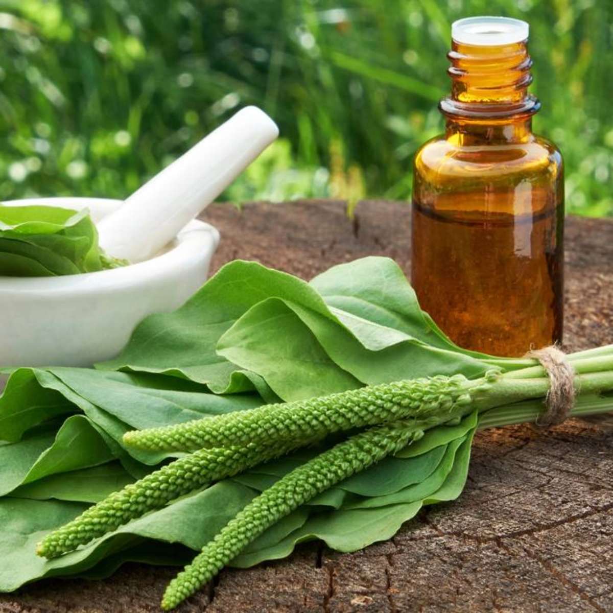 Dicas de Uso e Cuidados Essenciais ao Consumir Tanchagem - inspiração 2