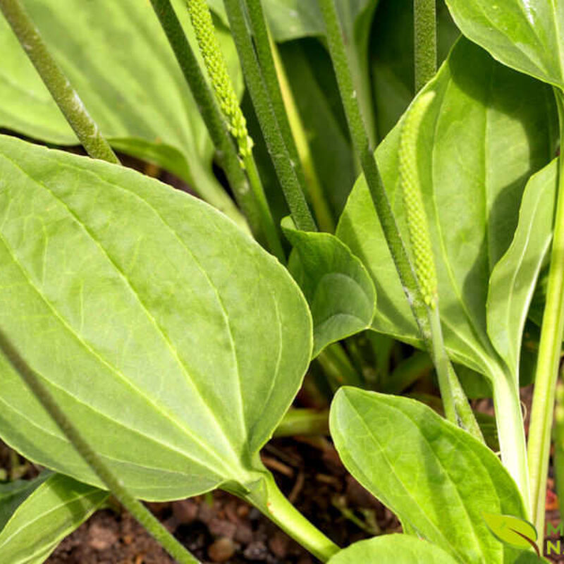 Problemas Respiratórios: Um Suporte para Tosse e Bronquite - inspiração 1