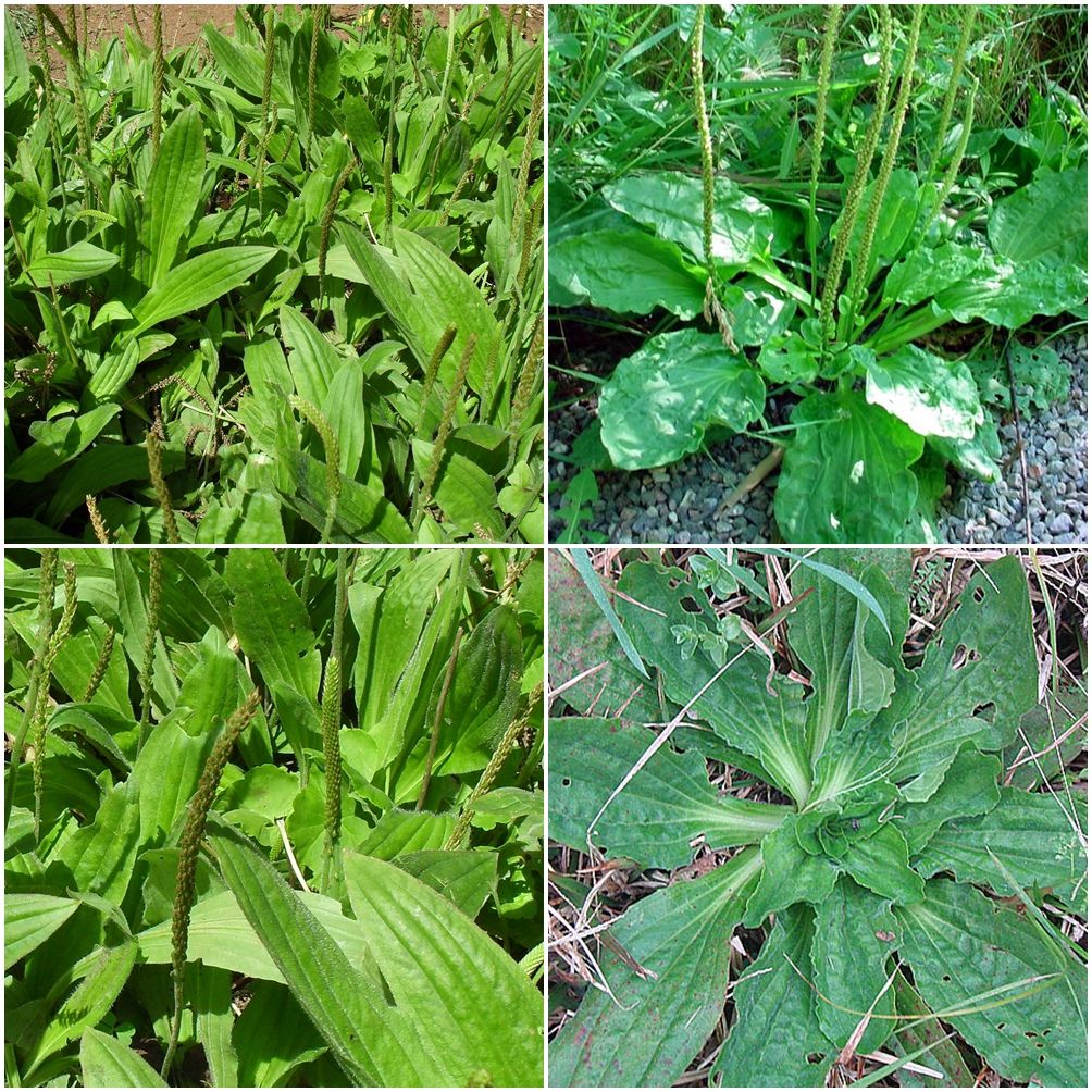 Sistema Urinário: Benefícios para Infecções e Retenção - inspiração 2