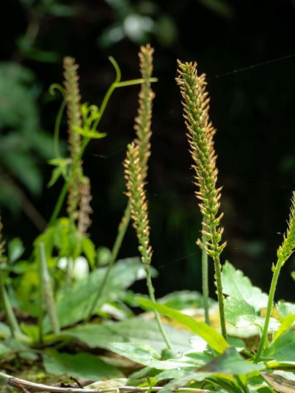 Antioxidantes Presentes na Tanchagem: Proteção Celular - inspiração 1