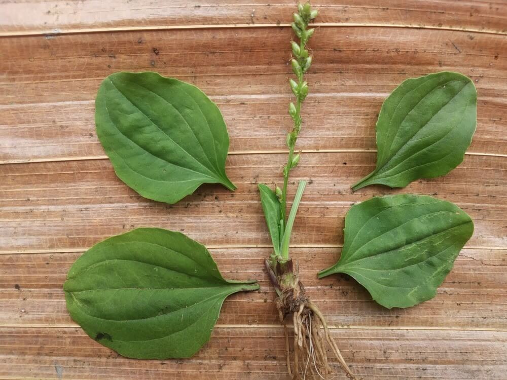 Como Preparar o Chá de Tanchagem Perfeito em Casa - inspiração 1