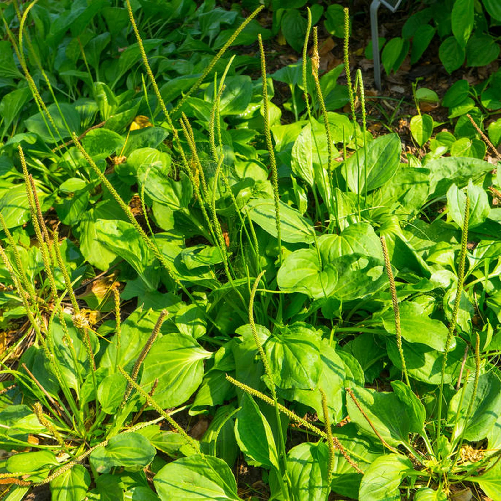 Como Preparar o Chá de Tanchagem Perfeito em Casa - inspiração 2