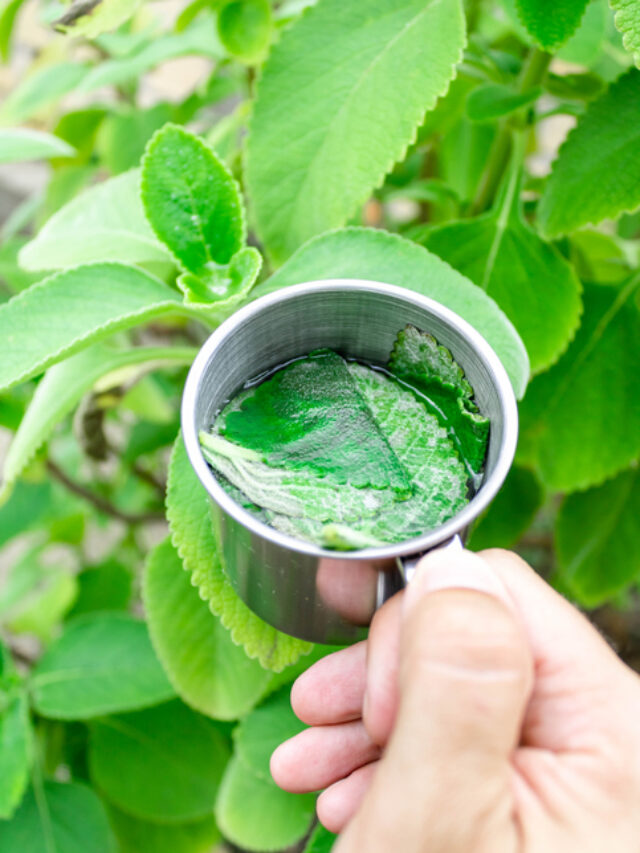 A Importância da Hidratação: Água e Chás em Harmonia - inspiração 1