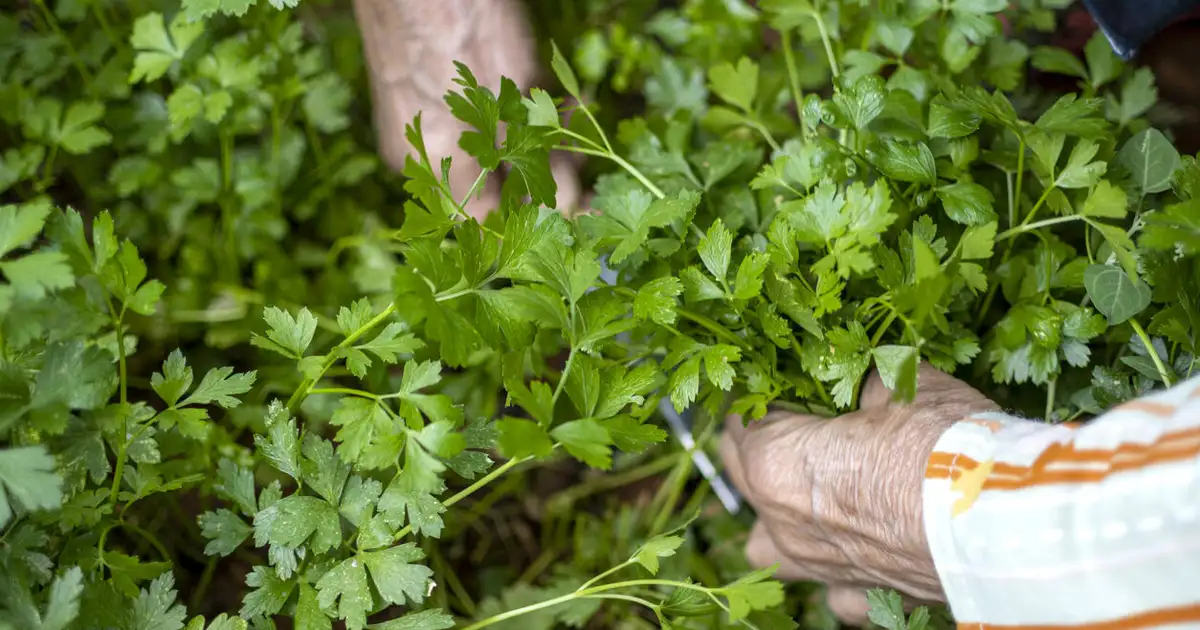 Chá de Salsa: Um Diurético Suave para o Seu Corpo - inspiração 2