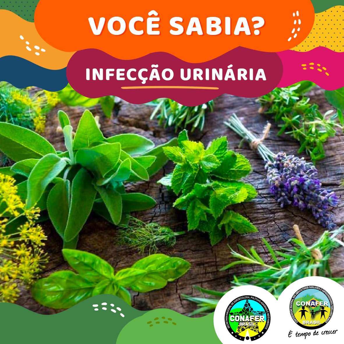 Chá de Camomila: Calmante e com Propriedades Adstringentes - inspiração 2