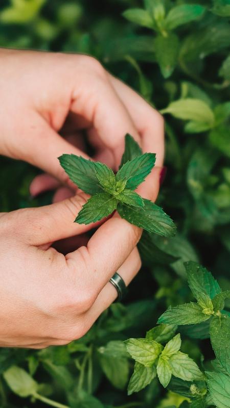 Chá de Gengibre: Potencial Anti-inflamatório e Antibacteriano - inspiração 2