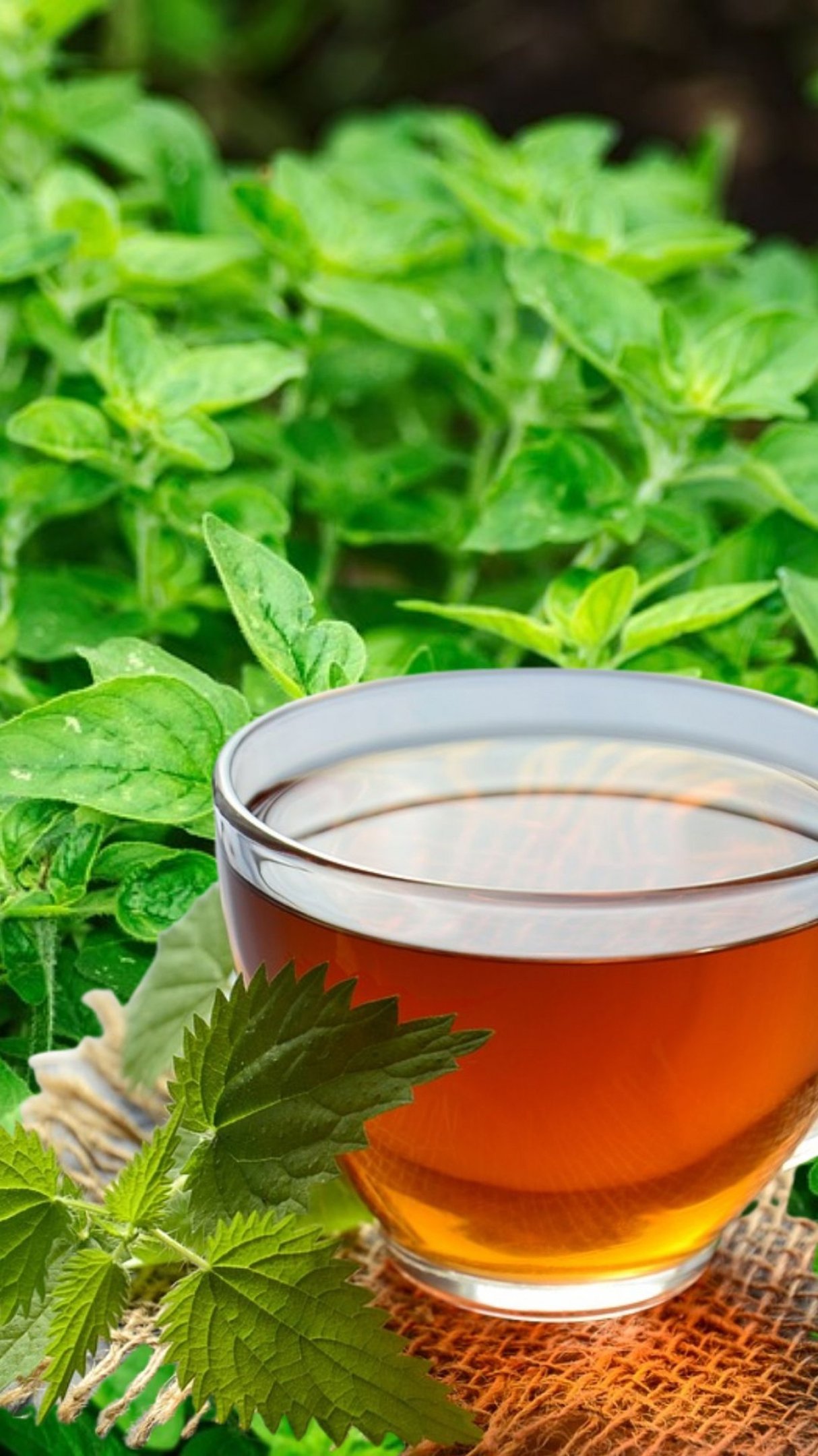 Chá de Folha de Goiaba para Diabetes: Como Usar e Benefícios