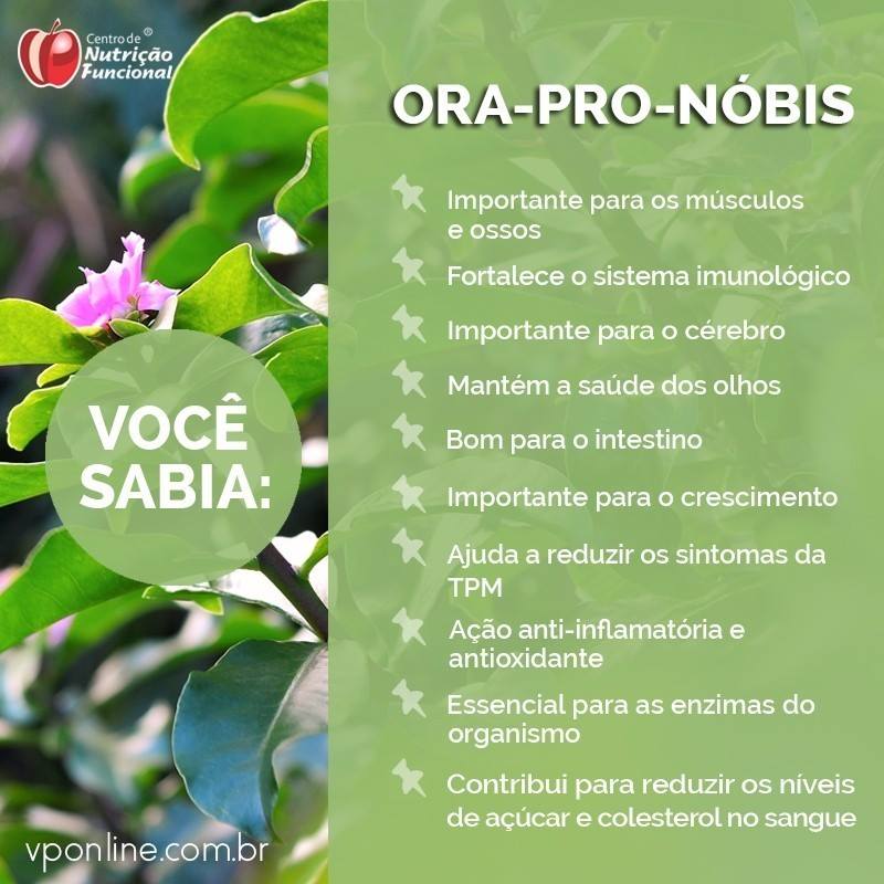 Ora-pro-nóbis vs. outras fontes de proteína vegetal