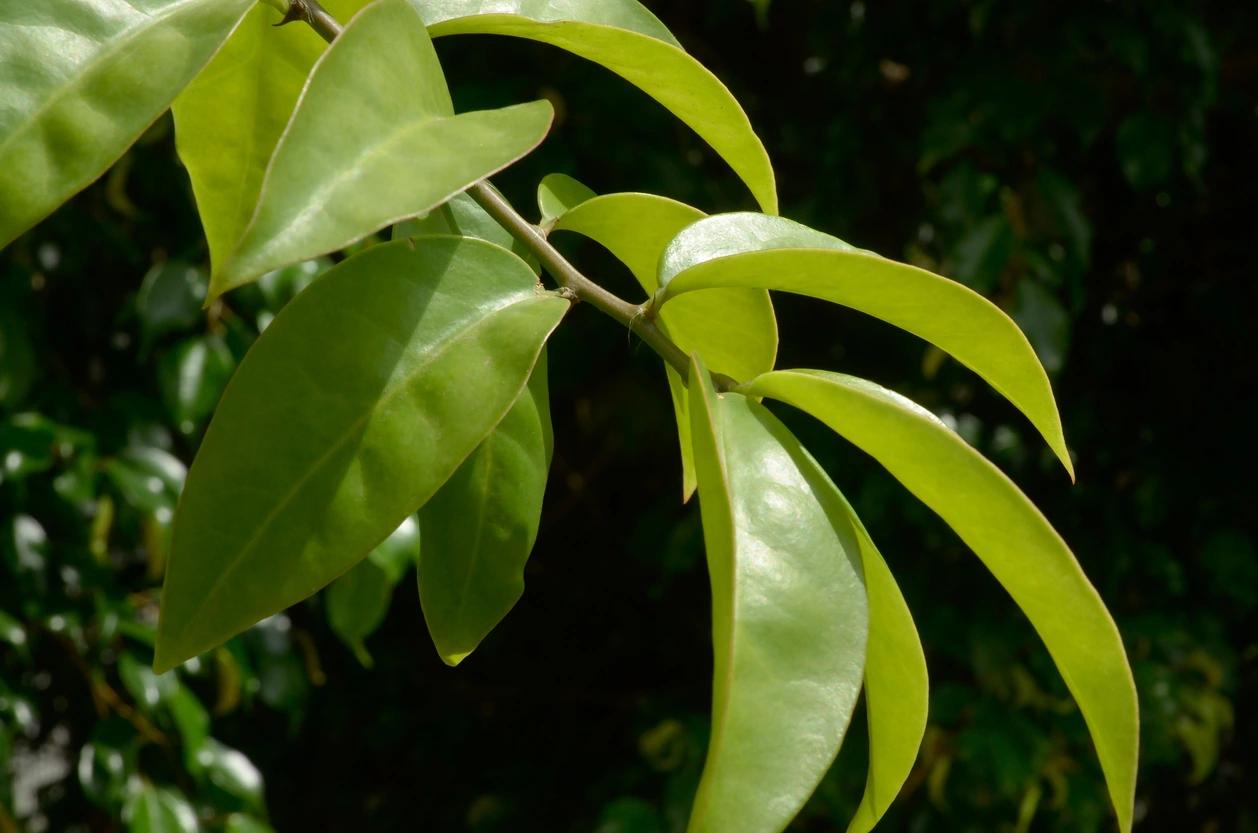 Mitos e verdades sobre o chá de ora-pro-nóbis