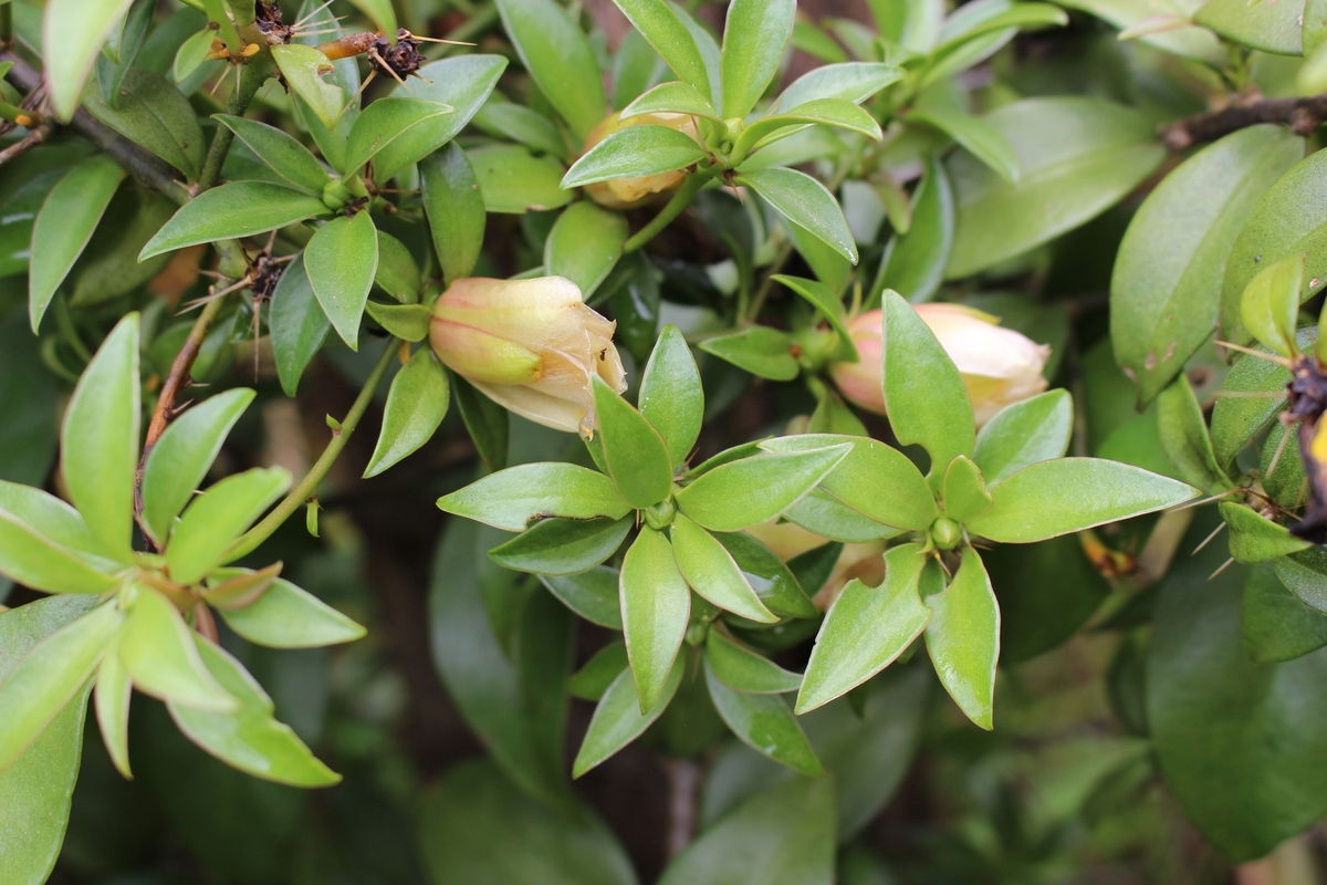 beneficio cha ora pro nobis