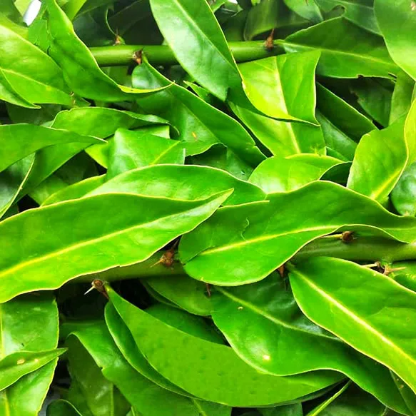 Como cultivar ora-pro-nóbis em casa