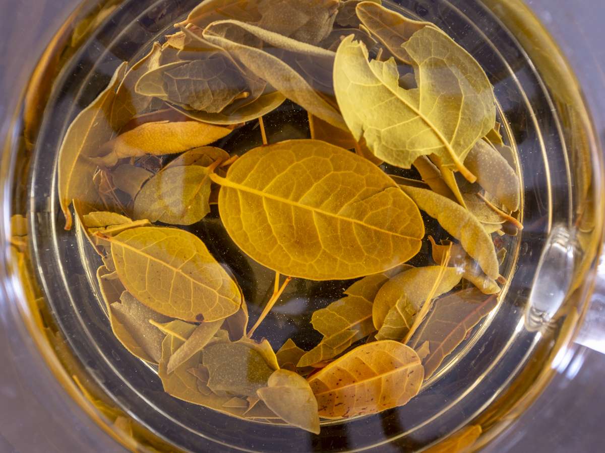 Boldo para o Fígado: Um Aliado Natural para a Desintoxicação