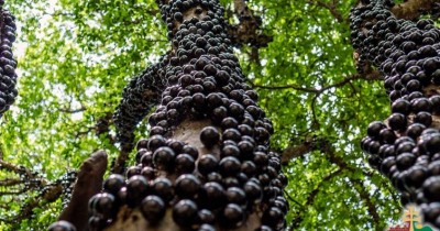 Receita de suco funcional com jabuticaba inteira