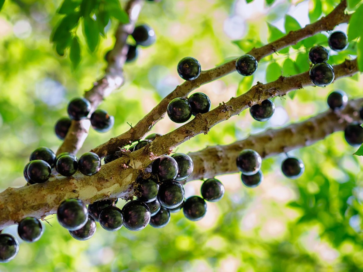 Jabuticaba: benefícios para a pele e cabelos