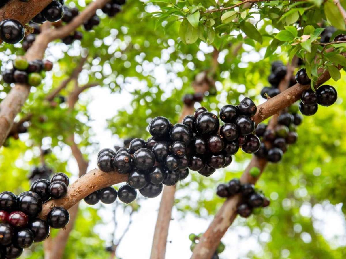 Jabuticaba: benefícios para a pele e cabelos