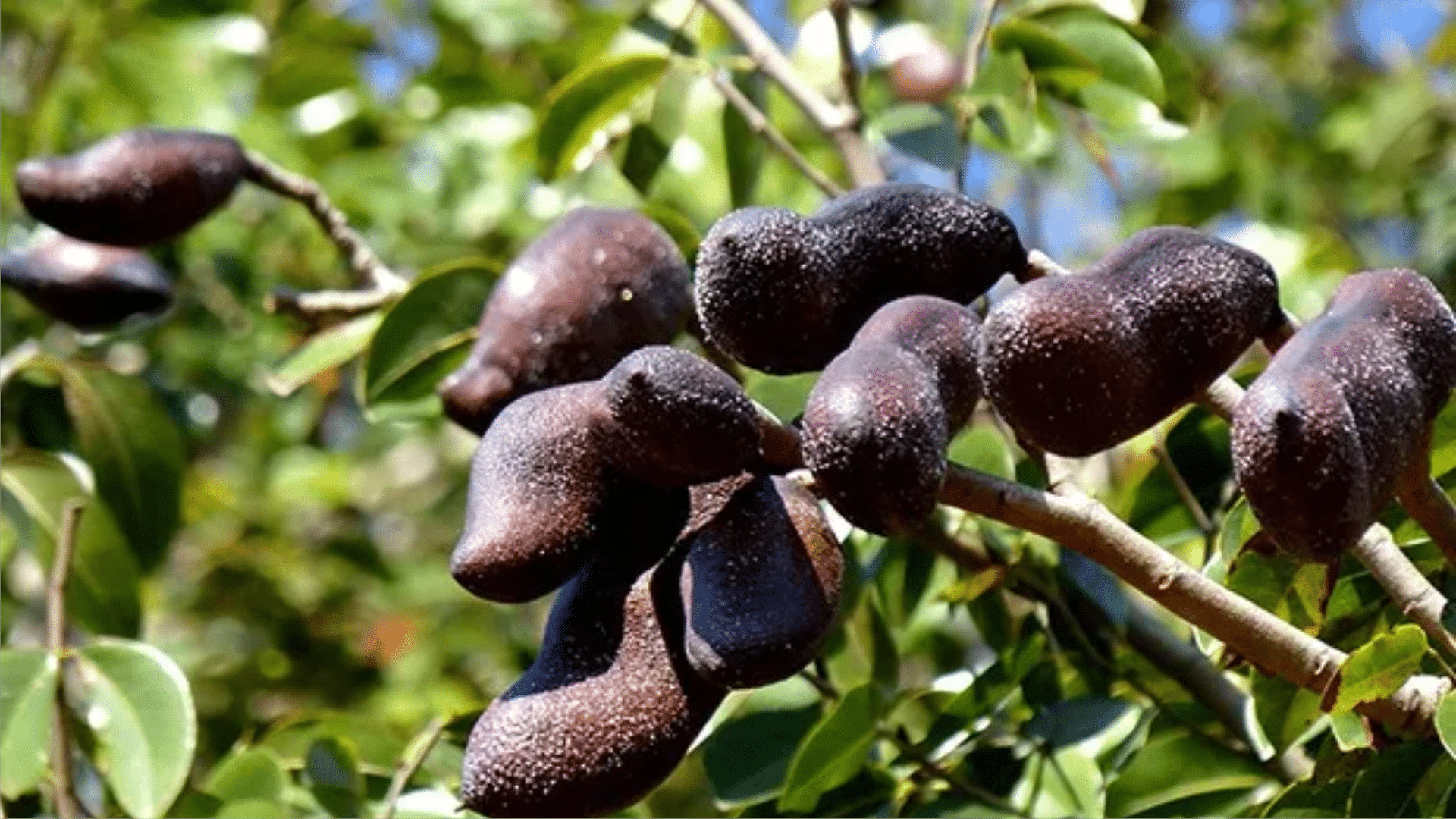 5 plantas medicinais para fortalecer o sistema imunológico