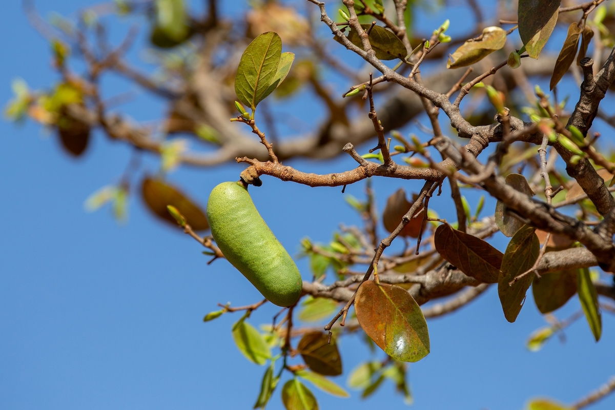 Receita de chá de jatobá com mel e limão