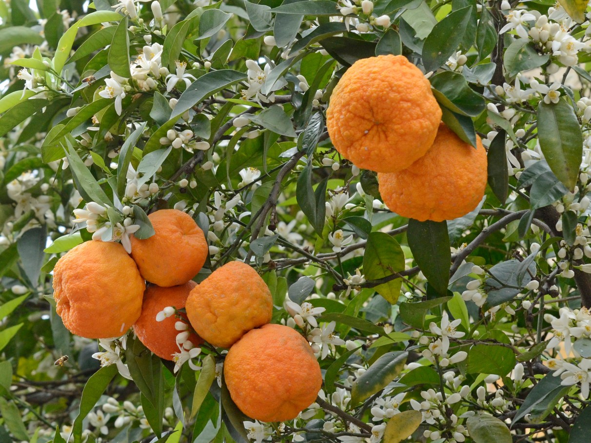 Chá de folha de laranja: o segredo para um sono tranquilo