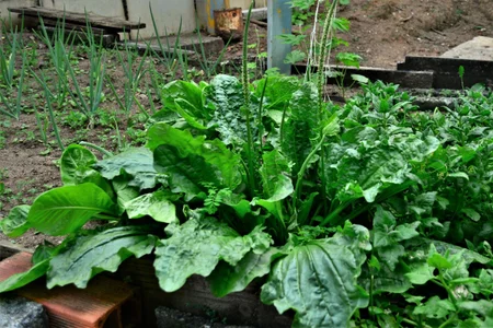 Os perigos do chá de tanchagem: quem não deve consumir