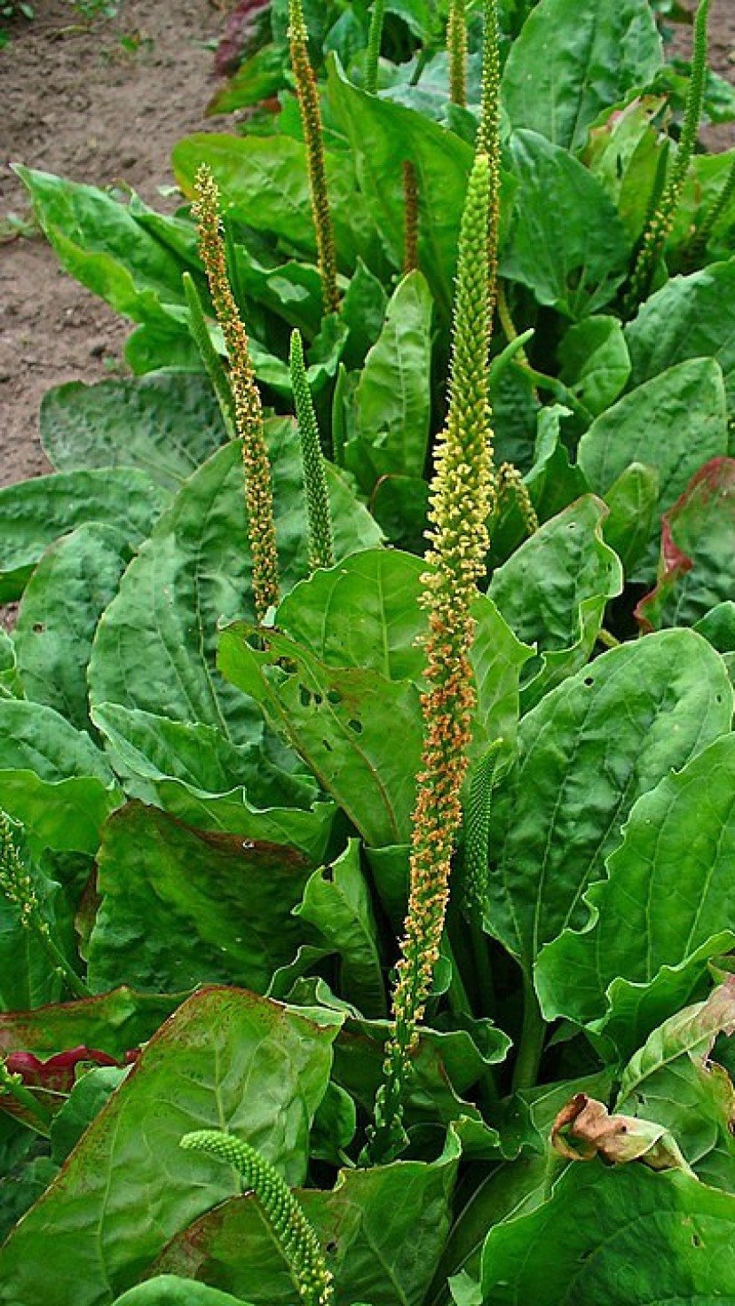 benefícios do chá de tanchagem para saúde
