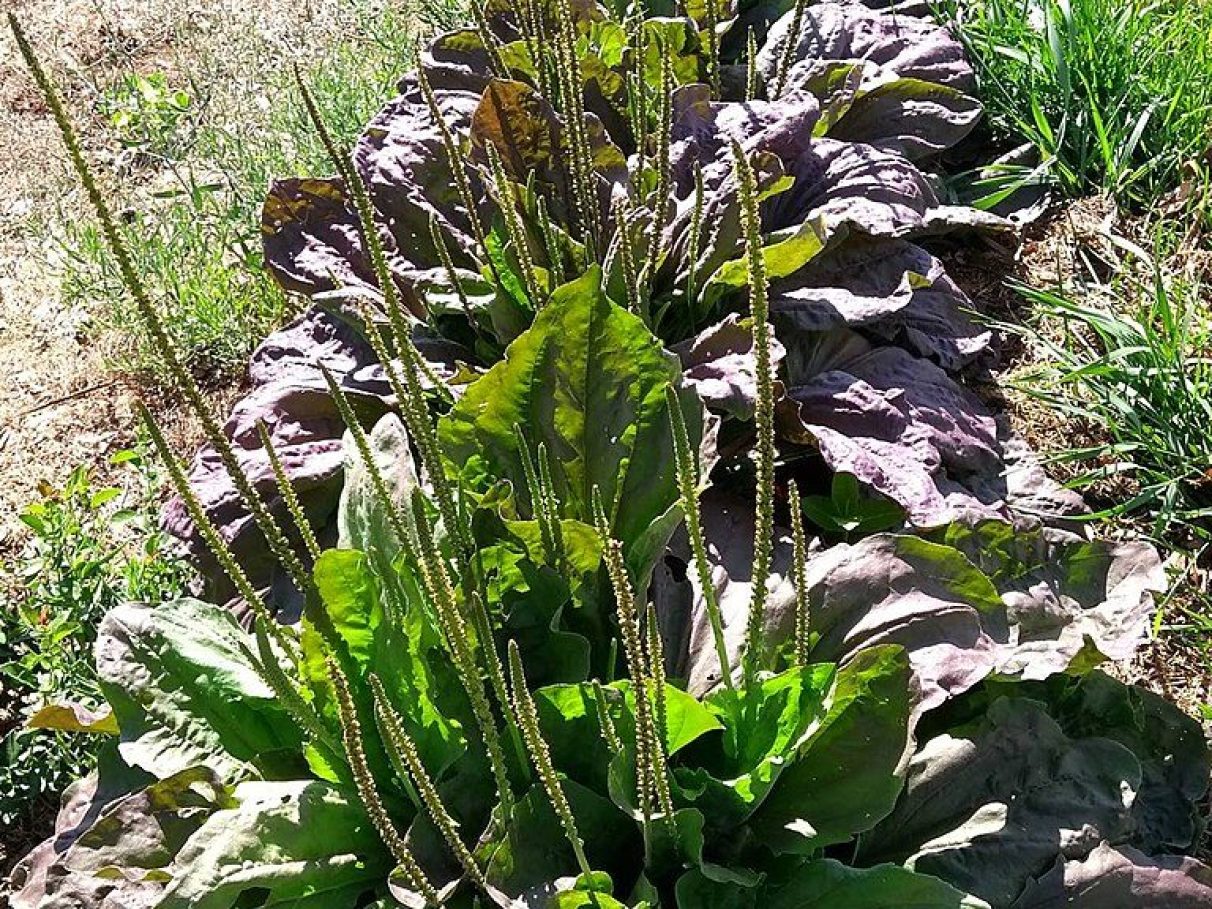 5 maneiras de usar o chá de tanchagem para alívio respiratório