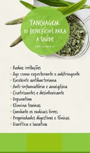 Receita simples de chá de tanchagem para aftas e dor de garganta