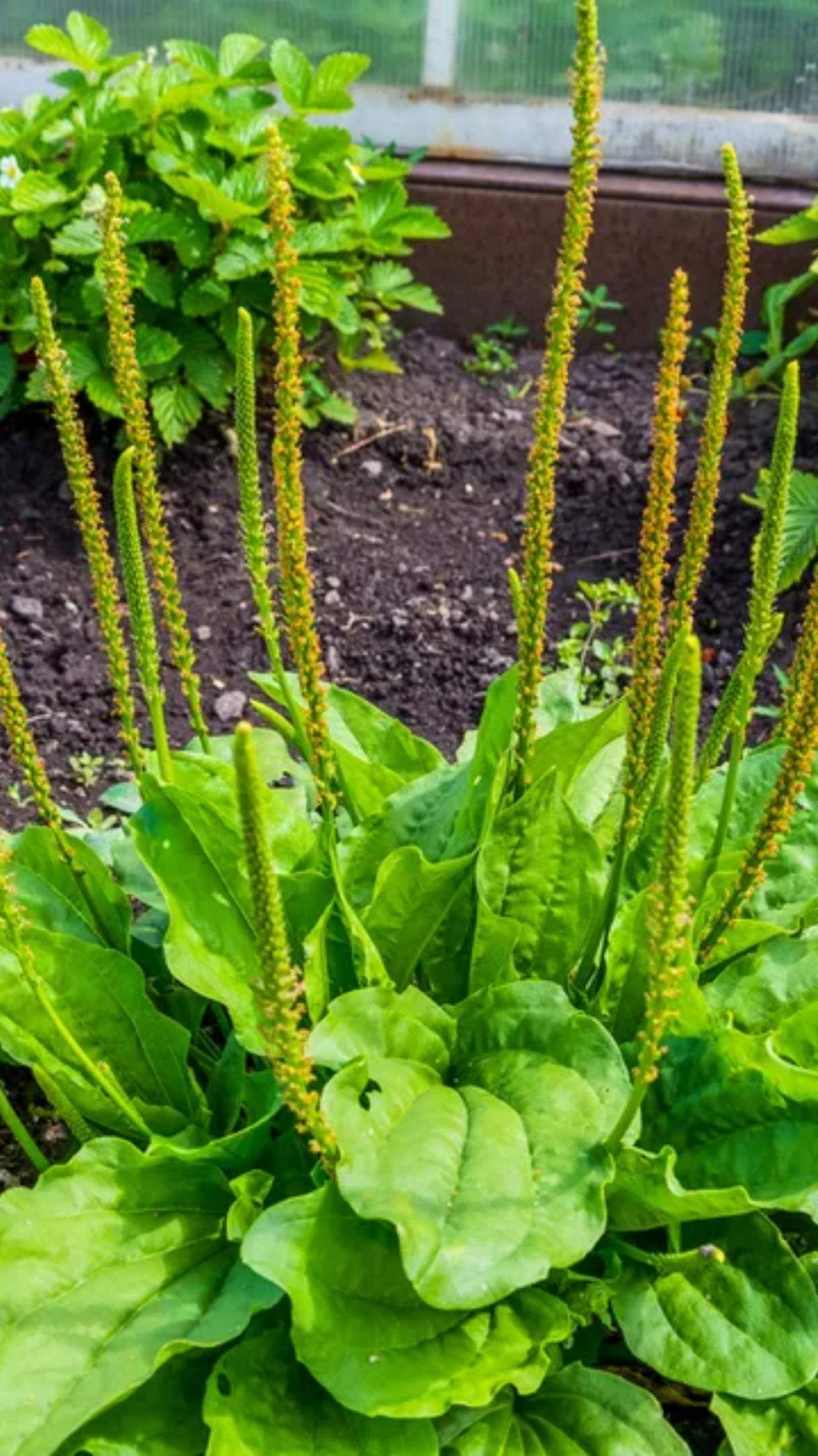 Chá de tanchagem: um aliado natural para a saúde digestiva