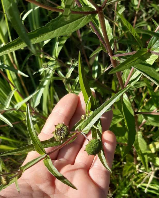 Benefícios da Eclipta Alba para a Pele: Além dos Cabelos
