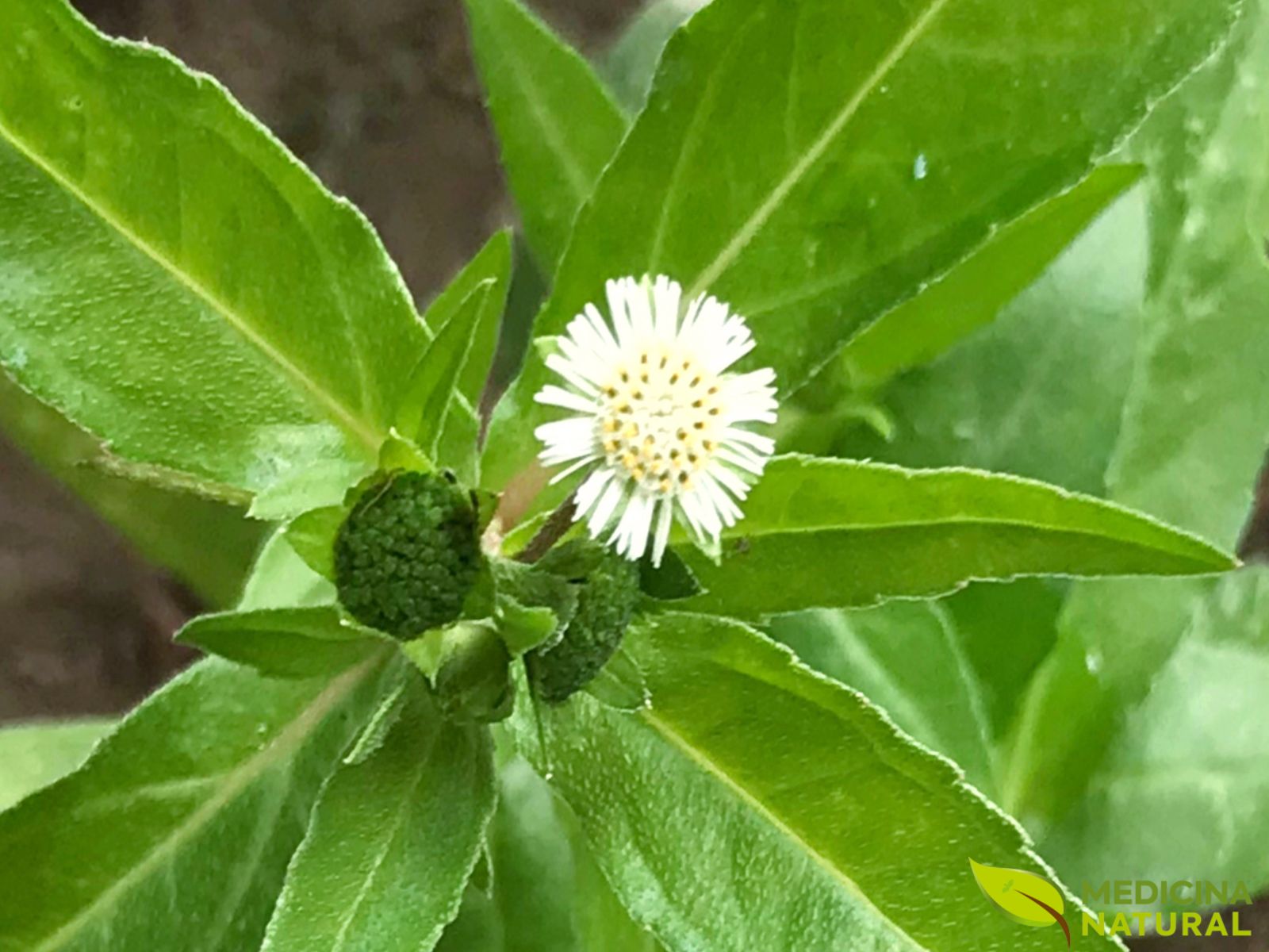 Erva-Botão e Saúde Hepática: Um Guia Completo