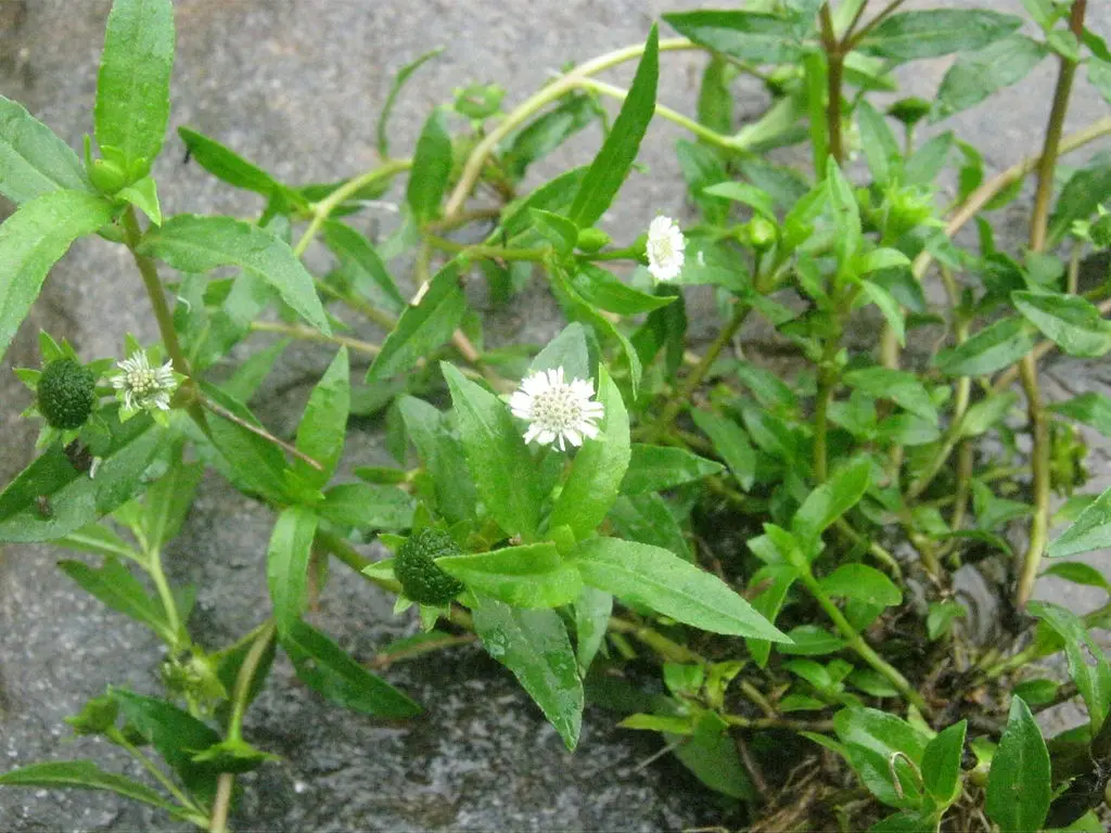 Como Preparar o Chá de Erva-Botão Perfeitamente
