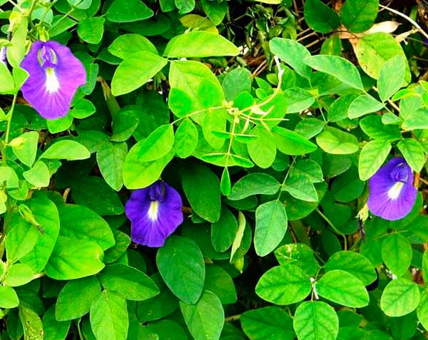 Chá Fada Azul para melhorar o sono: Mitos e Verdades