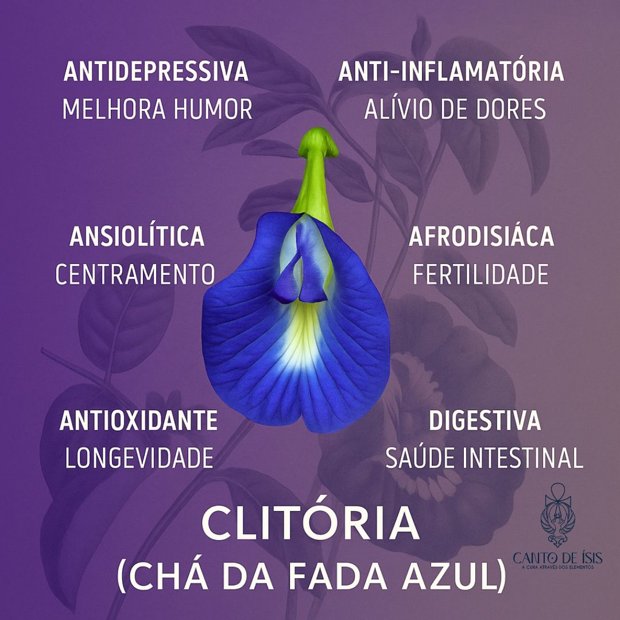 Chá Fada Azul para melhorar o sono: Mitos e Verdades
