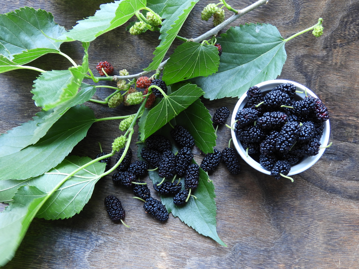 Chá de Amora e Menopausa: Alívio Natural para Ondas de Calor