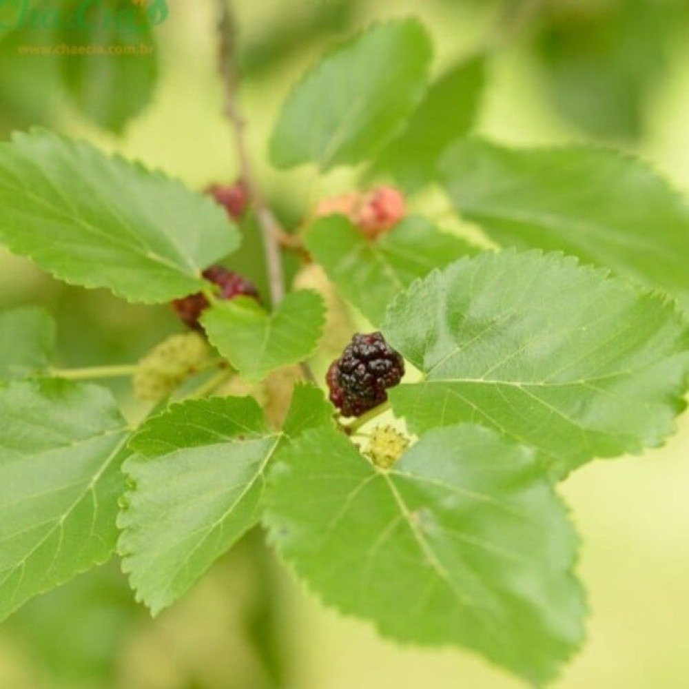 Os Poderes Antioxidantes do Chá de Amora para a Saúde do Fígado
