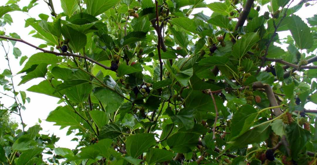 Os Poderes Antioxidantes do Chá de Amora para a Saúde do Fígado