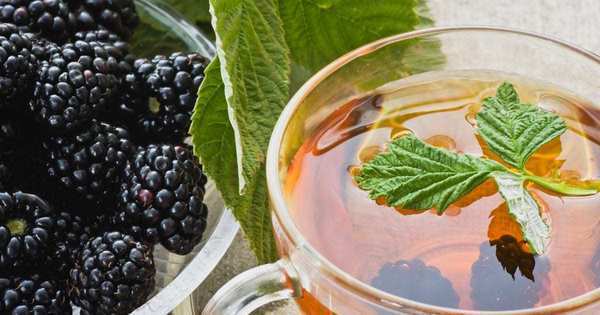 Chá de Amora: Mitos e Verdades sobre Emagrecimento e Contraindicações